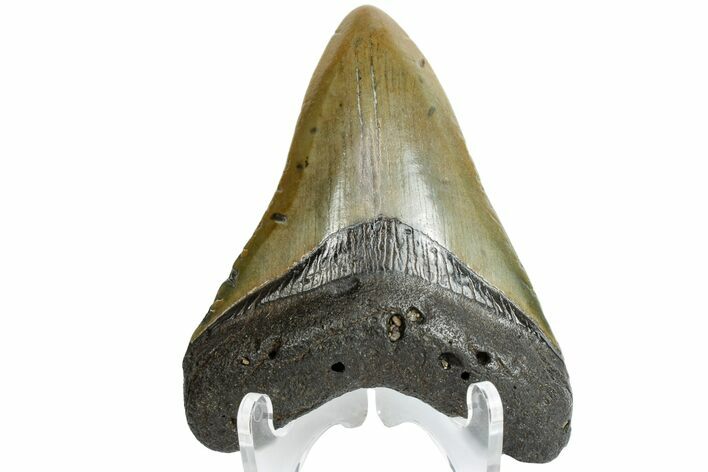 Fossil Megalodon Tooth - South Carolina #164980